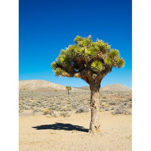 California Joshua Trees